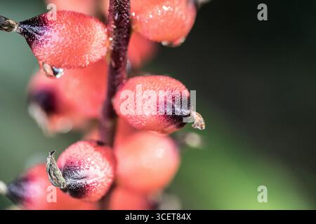 Aechmea warasii. Foto Stock