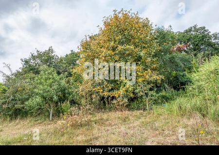 Le foglie su un albero di leccio bianco diventano marroni ad agosto. Un segno dell'inizio dell'autunno causato da una primavera calda e secca e dall'estate. Foto Stock