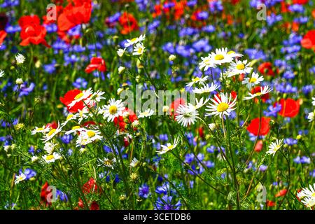 Fiori selvatici colorati, tra cui papaveri, margherite e fiori di mais che fioriscono in modo vibrante in un lussureggiante prato verde Foto Stock