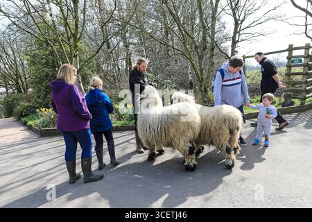 Si parla di alcune pecore al Peak Wildlife Park, Leek, Staffordshire, Inghilterra, Regno Unito Foto Stock