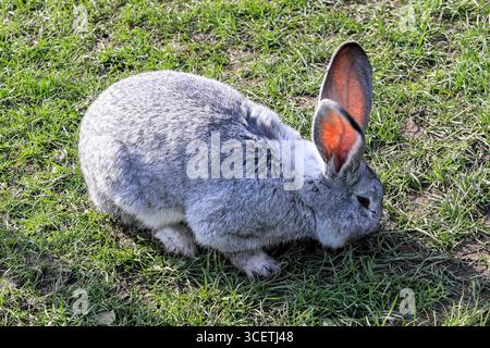 Un coniglio gigante fiammingo (Oryctolagus cuniculus domesticus) presso il Peak Wildlife Park, Leek, Staffordshire, Inghilterra, Regno Unito Foto Stock