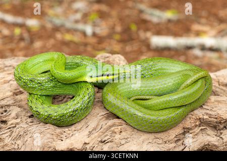 Un bellissimo rhinoceros ratsnake (Gonyosoma boulengeri), noto anche come serpente rinoceronte, serpente ratto rinoceronte e serpente longnoso vietnamita Foto Stock