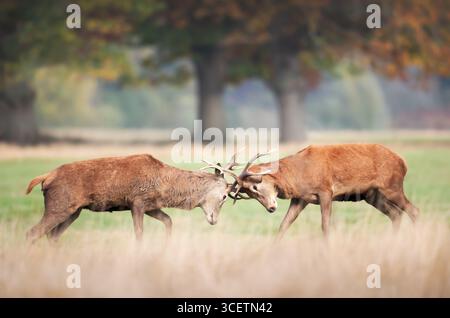 Due giovani cervi rossi che bloccano le corna in una lotta durante la stagione dei rutting in autunno, nel Regno Unito. Foto Stock