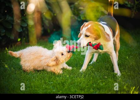 Beagle e Maltipoo Puppy che suonano Tug-of-War in Garden Foto Stock