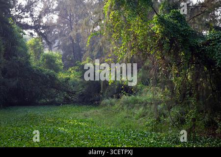 Pianta verde a foglia con piccoli fiori viola appesi sull'acqua ferma, che riflettono luce e fogliame in un ambiente naturale sereno. Foto Stock