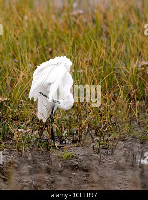 Piccola Egret (Egretta garzetta) Preening. Foto Stock