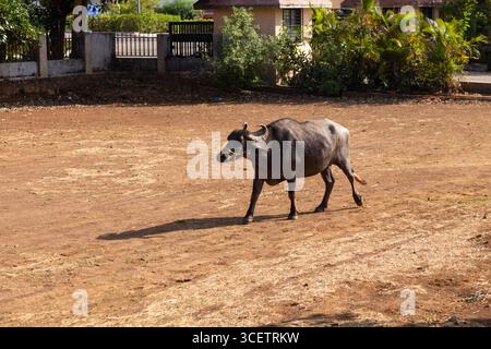 Questa immagine cattura un singolo bufalo che cammina attraverso un campo asciutto e aperto con una casa e una vegetazione sullo sfondo Foto Stock