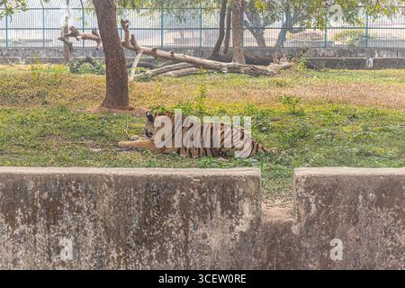 Maestosa tigre del Bengala che riposa da sola sull'erba verde all'interno di un recinto sicuro allo zoo di Mirpur Foto Stock