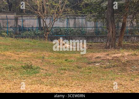 Maestosi leoni maschi e femmine che riposano insieme su un recinto erboso allo zoo di Mirpur in Bangladesh Foto Stock