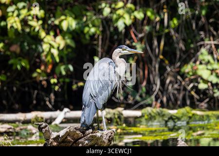 Un grande Heron blu appollaiato su un tronco in Whitaker Pond Foto Stock