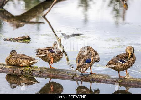 Quattro femmine Mallard schierate su un tronco che si preparano Foto Stock