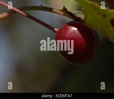 Primo piano di una ciliegia soffocata illuminata dal sole su uno stelo Foto Stock