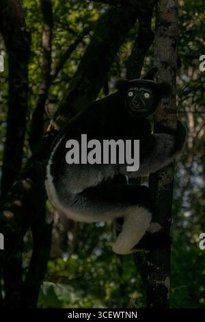 Indri indri, nella foresta di Andasibe, si prepara a saltare su un altro albero Foto Stock