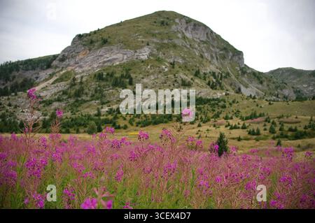 Primo piano di fiori selvatici viola contro la montagna rocciosa Foto Stock
