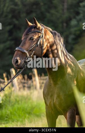 Elegante gelding Holsteiner in piedi sul pascolo estivo Foto Stock