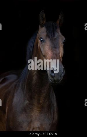 Cavallo a sangue caldo Bay Holsteiner di fronte a sfondo nero Foto Stock