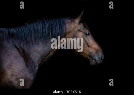 Cavallo a sangue caldo Bay Holsteiner di fronte a sfondo nero Foto Stock