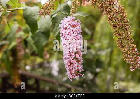 Primo piano di un boscaiolo di farfalle viola che fiorisce vicino a un sentiero in mattoni e a un canale navigabile, simboleggiando l'estate, gli impollinatori e la bellezza del giardino. Foto Stock