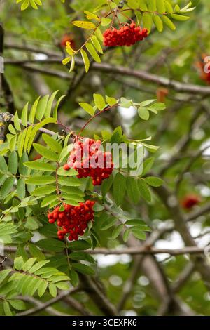 Primo piano di bacche rosse di rowan che crescono su un ramo d'albero tra foglie verdi, simboleggiano l'autunno, il cambiamento stagionale e le fonti di cibo naturali della fauna selvatica Foto Stock