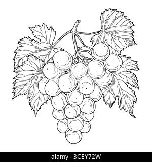 Un mucchio di uva con grandi bacche, bozzetto bianco e nero. Illustrazione vettoriale. Frutta da giardino su ramoscello con foglie, isolata su sfondo bianco Illustrazione Vettoriale