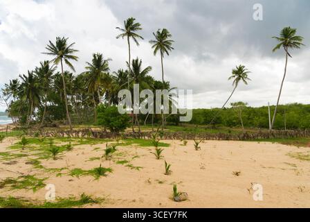 Seaside land planted with young coconut trees. Foto Stock