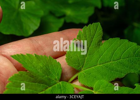 La piccola chiocciola marrone traslucida poggia su una foglia verde in un ambiente lussureggiante che mostra le sue delicate caratteristiche e il corpo scuro. Foto Stock