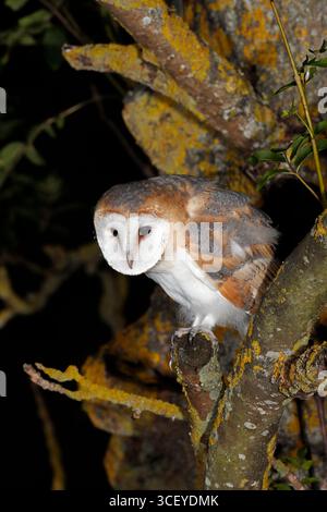 FIENILE OWL (Tyto alba) gufo ramificato in un albero vicino al suo nido, Regno Unito. Foto Stock