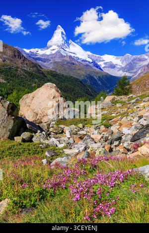 Zermatt, Svizzera. Monte Cervino vicino Lago Grindjisee con fiori in primo piano. Cantone del Vallese. Foto Stock