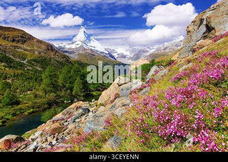 Zermatt, Svizzera. Monte Cervino vicino Lago Grindjisee con fiori in primo piano. Cantone del Vallese. Foto Stock