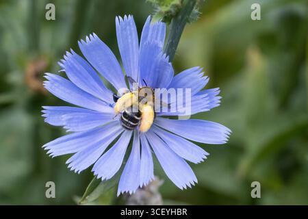 Hosenbiene, Dunkelfransige Hosenbiene, Braunbürstige Hosenbiene, Rauhfüßige Hosenbiene, Raufüßige Hosenbiene, Wegwarten-Hosenbiene, Weibchen beim Blüt Foto Stock