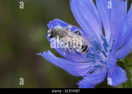 Hosenbiene, Dunkelfransige Hosenbiene, Braunbürstige Hosenbiene, Rauhfüßige Hosenbiene, Raufüßige Hosenbiene, Wegwarten-Hosenbiene, Männchen beim Blüt Foto Stock