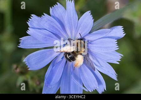Hosenbiene, Dunkelfransige Hosenbiene, Braunbürstige Hosenbiene, Rauhfüßige Hosenbiene, Raufüßige Hosenbiene, Wegwarten-Hosenbiene, Weibchen beim Blüt Foto Stock