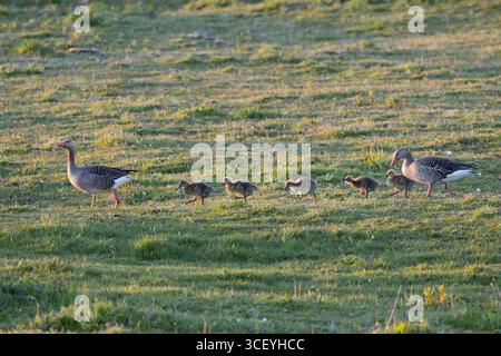 Graugans, Paar, Pärchen mit Küken, Gänsemarsch, Grau-Gans, Gans, Graugänse, Gänse, Anser anser, Greylag Goose, oca grigia lag, oca grigia lag, coppia Foto Stock
