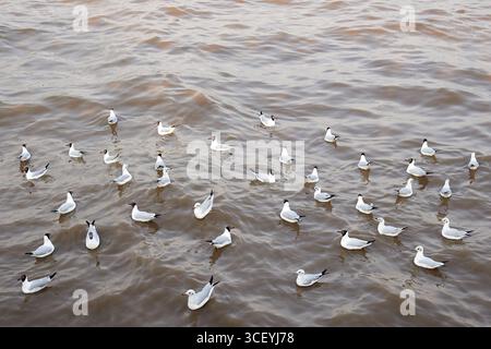 Un gruppo di gabbiani galleggia tranquillamente su acque marroni ondulate. Perfetto per concetti di natura, migrazione, fauna selvatica, libertà e ambiente costiero Foto Stock