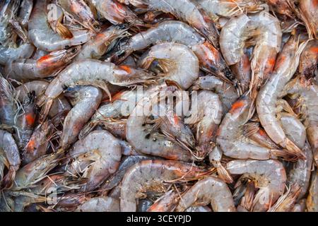 Un mucchio di grossi gamberi oceanici crudi, primo piano. Foto Stock