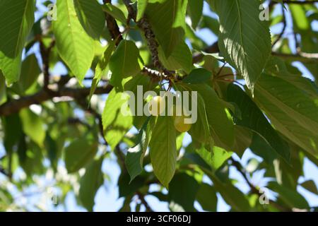 Ciliegi a maturazione verde sui rami degli alberi. Bacche estive gustose e salutari. Le ciliegie verdi non mature maturano su un albero in primavera e in estate. Foto Stock