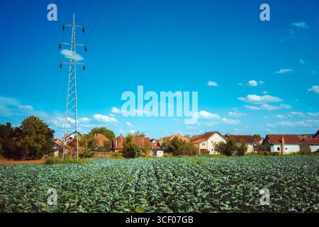 Campo di cavolo vicino a linee elettriche e case, giorno di sole estivo. I dintorni della città di Cacak in Serbia. Foto Stock