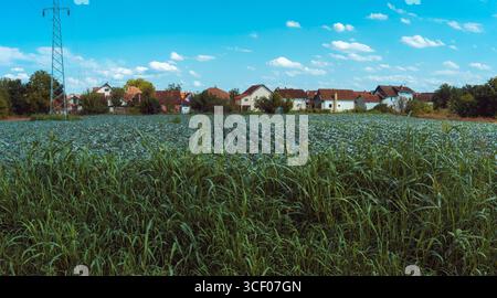 Campo di cavolo vicino a linee elettriche e case, giorno di sole estivo. I dintorni della città di Cacak in Serbia. Foto Stock