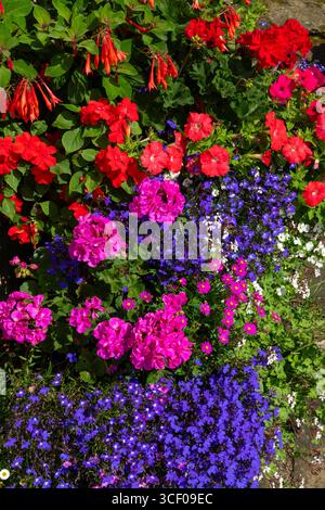 Colori annuali che fioriscono in contenitori in un giardino inglese a metà estate. Foto Stock
