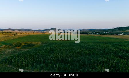 Campo di mais che si estende attraverso l'altopiano di Glasinac con colline che rotolano sullo sfondo Foto Stock