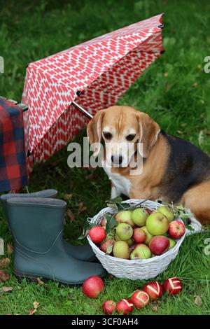 Cane beagle con ombrello rosso su erba verde nel parco, foto animali domestici all'aperto Foto Stock