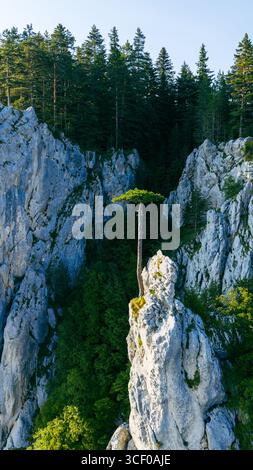 Un pino solitario cresce in cima a una guglia calcarea tagliente circondata da profonde scogliere rocciose e da una fitta foresta sul monte Romanija Foto Stock