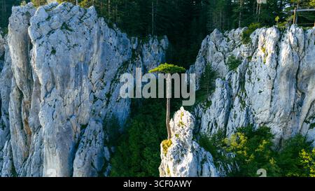 Rocce torreggianti abbracciano un pino solitario radicato nella pietra, una sentinella senza tempo degli altopiani bosniaci Foto Stock