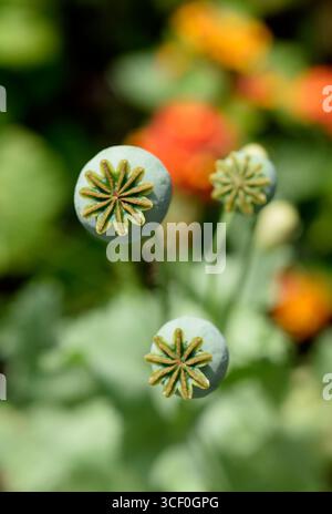 teste di semi di papavero Foto Stock