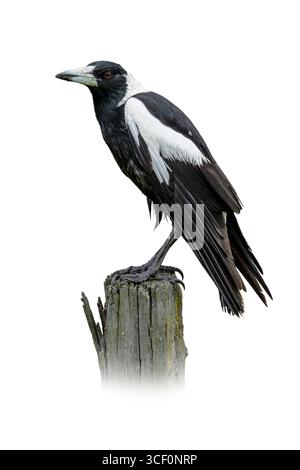 Primo piano di una Magpie australiana appoggiata su un palo di legno, che mostra un sorprendente piumaggio bianco e nero con dettagli nitidi Foto Stock