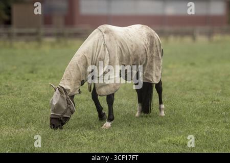 Il cavallo scuro che indossa una coperta di protezione dalle mosche beige pascolerà in un pascolo verde Foto Stock