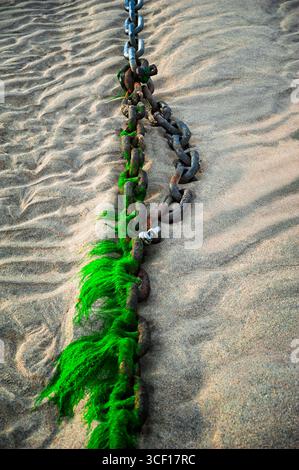 Una catena maledetta, parzialmente ricoperta da alghe verdi luminose, si trova su una spiaggia sabbiosa. Foto Stock