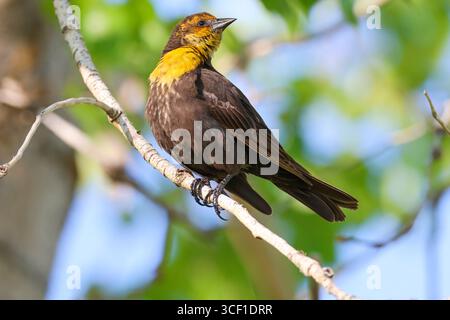 Una femmina di blackbird dalla testa gialla appollaiata su un ramo che guarda altri del suo gregge. Foto Stock