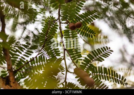 Primo piano di un ramo di tamarindo che mostra le sue distintive foglie pinnate e le crescenti cialde di frutta tamarinde Foto Stock