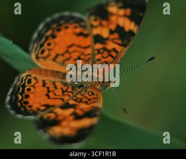 Primo piano di una farfalla di Pearl Crescent (Phyciodes tharos) arroccata su una foglia verde, Ohio, Stati Uniti. Foto Stock